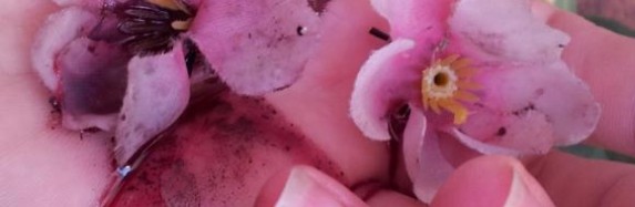 future flower experiment